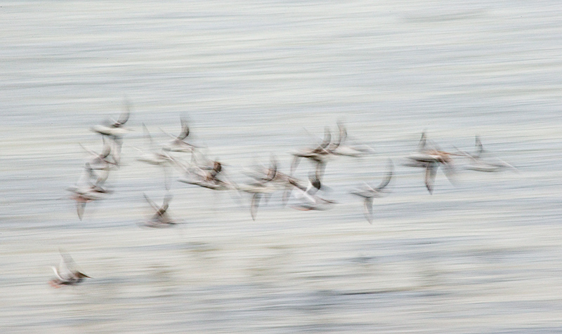 Charles Lee's photo of birds in flight.