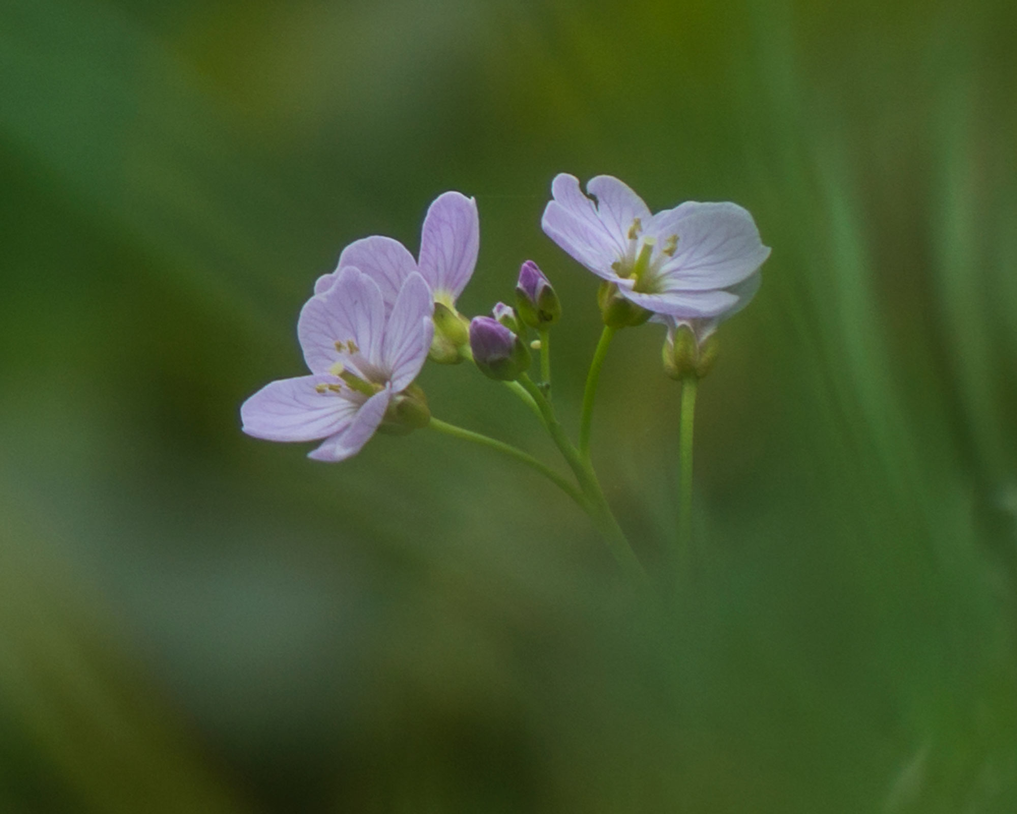 Photography by Patricia Costello