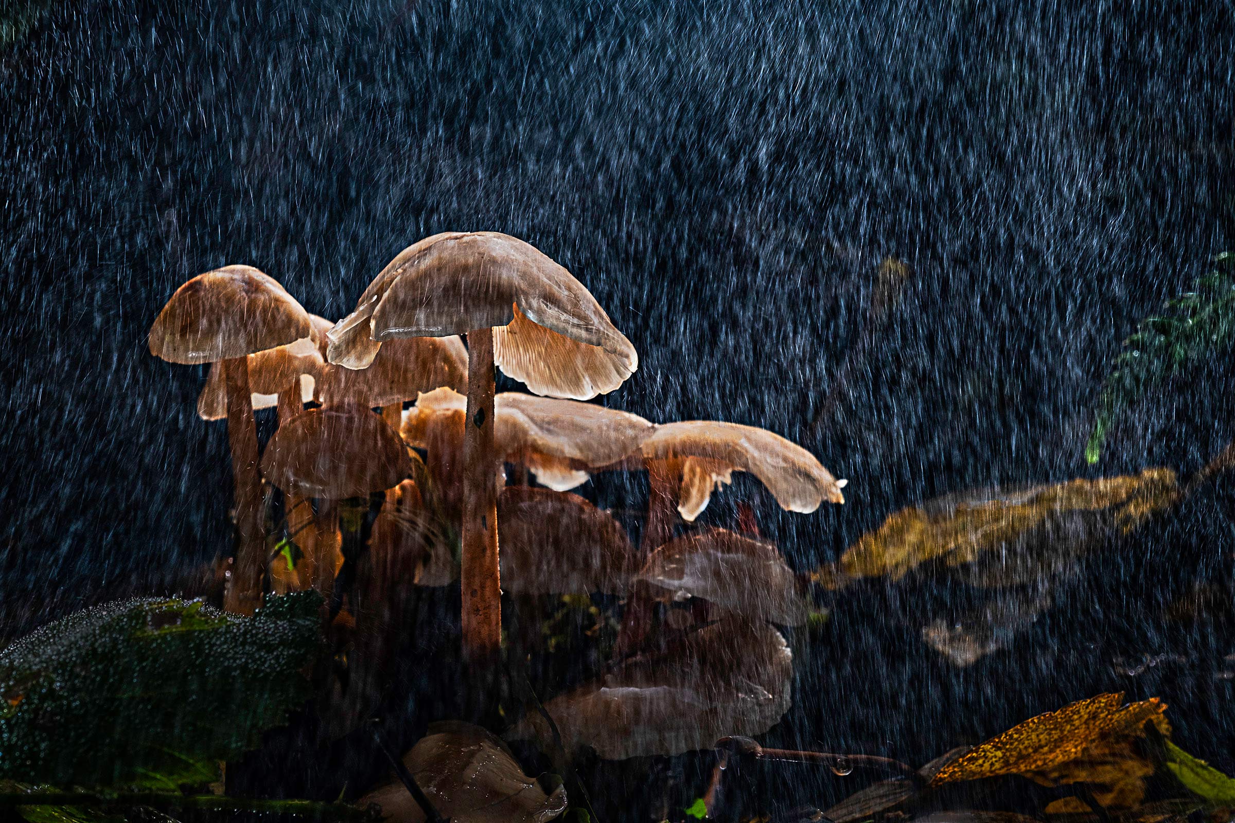 Fungus in rain by Eamonn McCarthy
