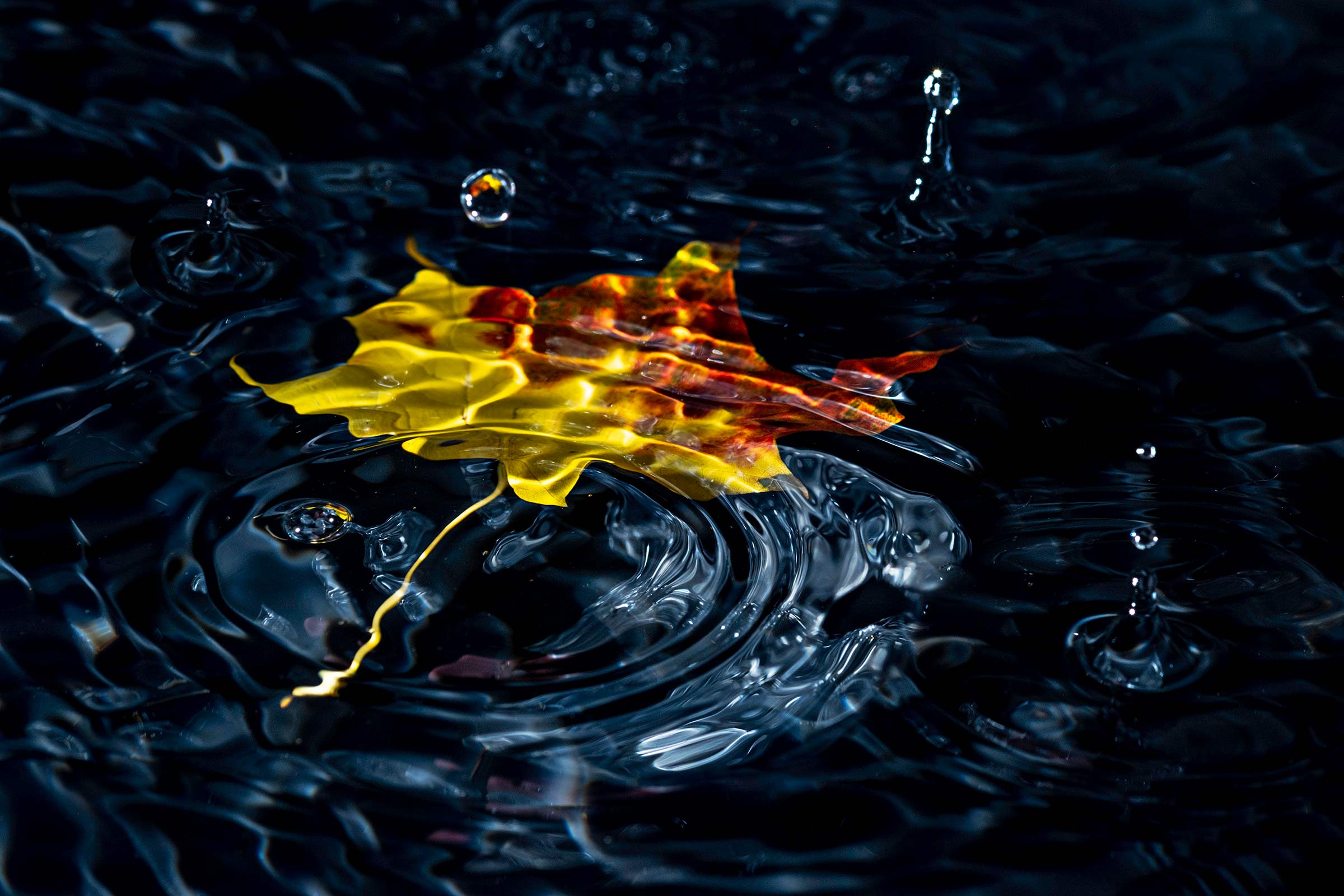 Leaf in rain by Eamon McCarthy