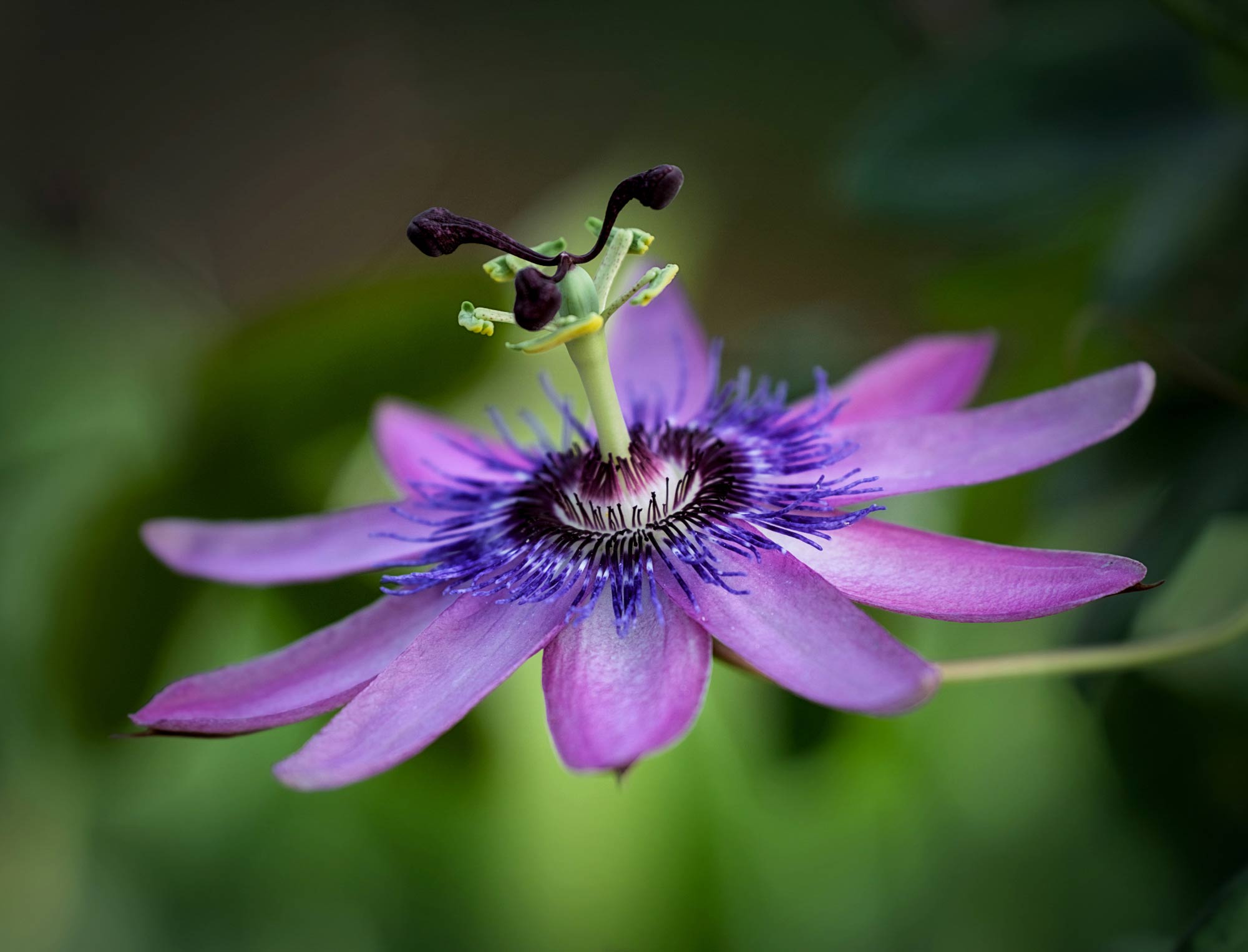 Photography by Patricia Ronan