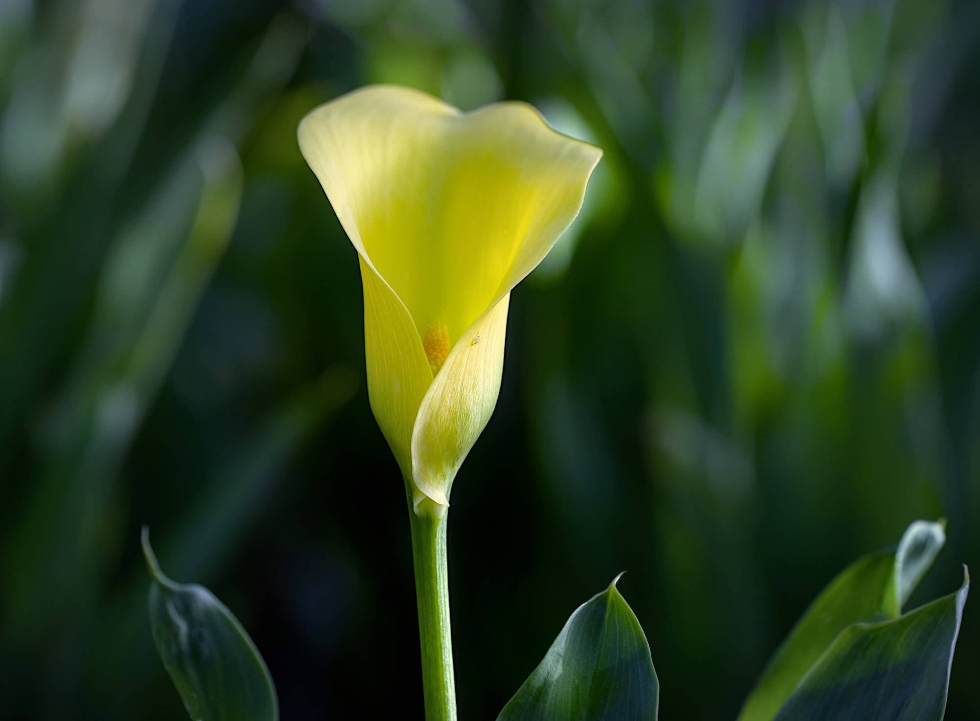 Photography by Patricia Costello