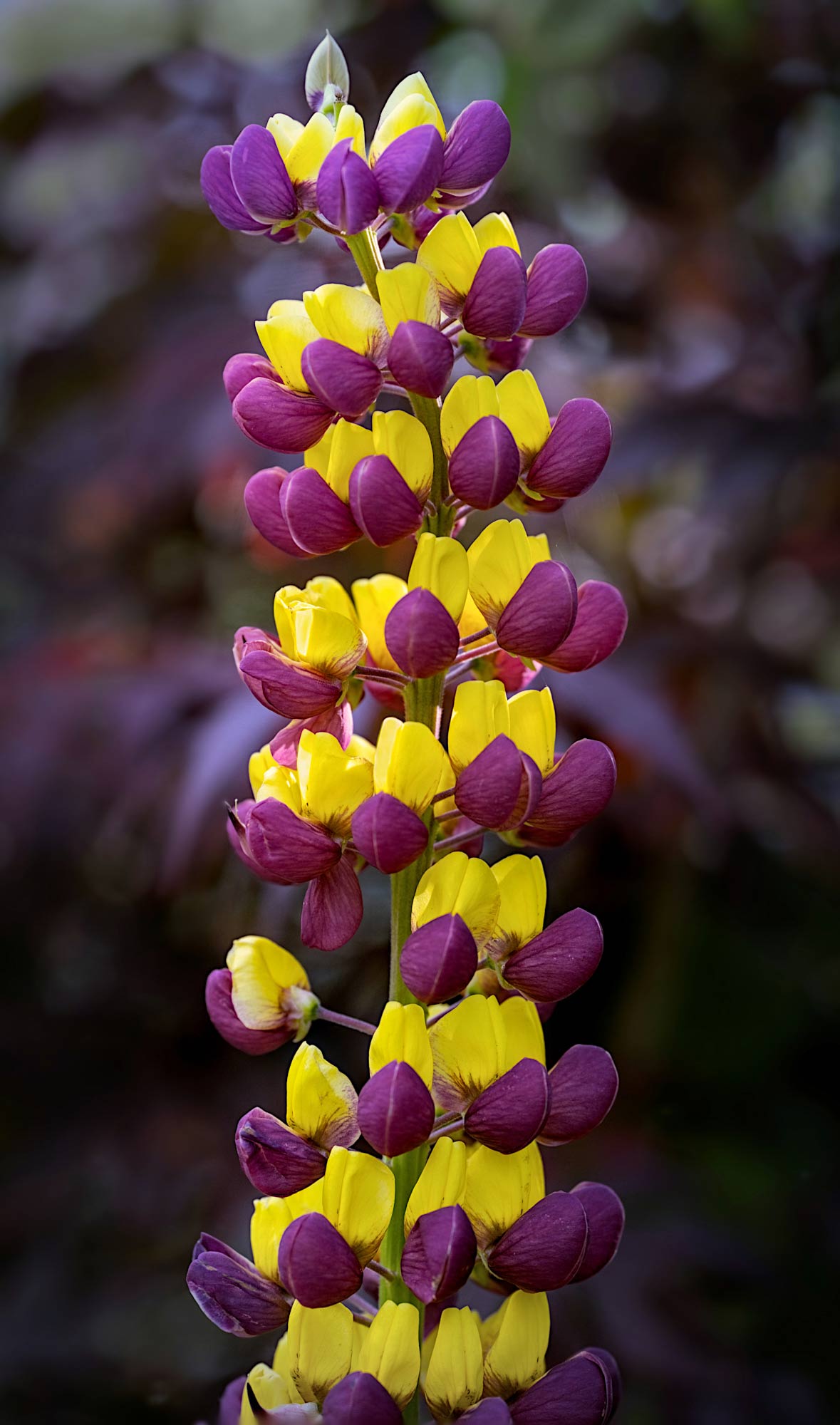 Photography by Patricia Costello