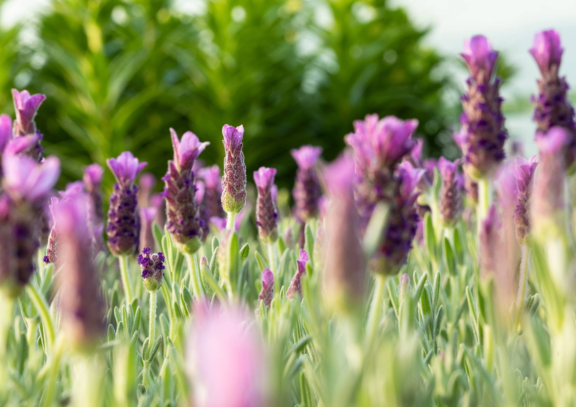 Photography by Kathleen Hayes