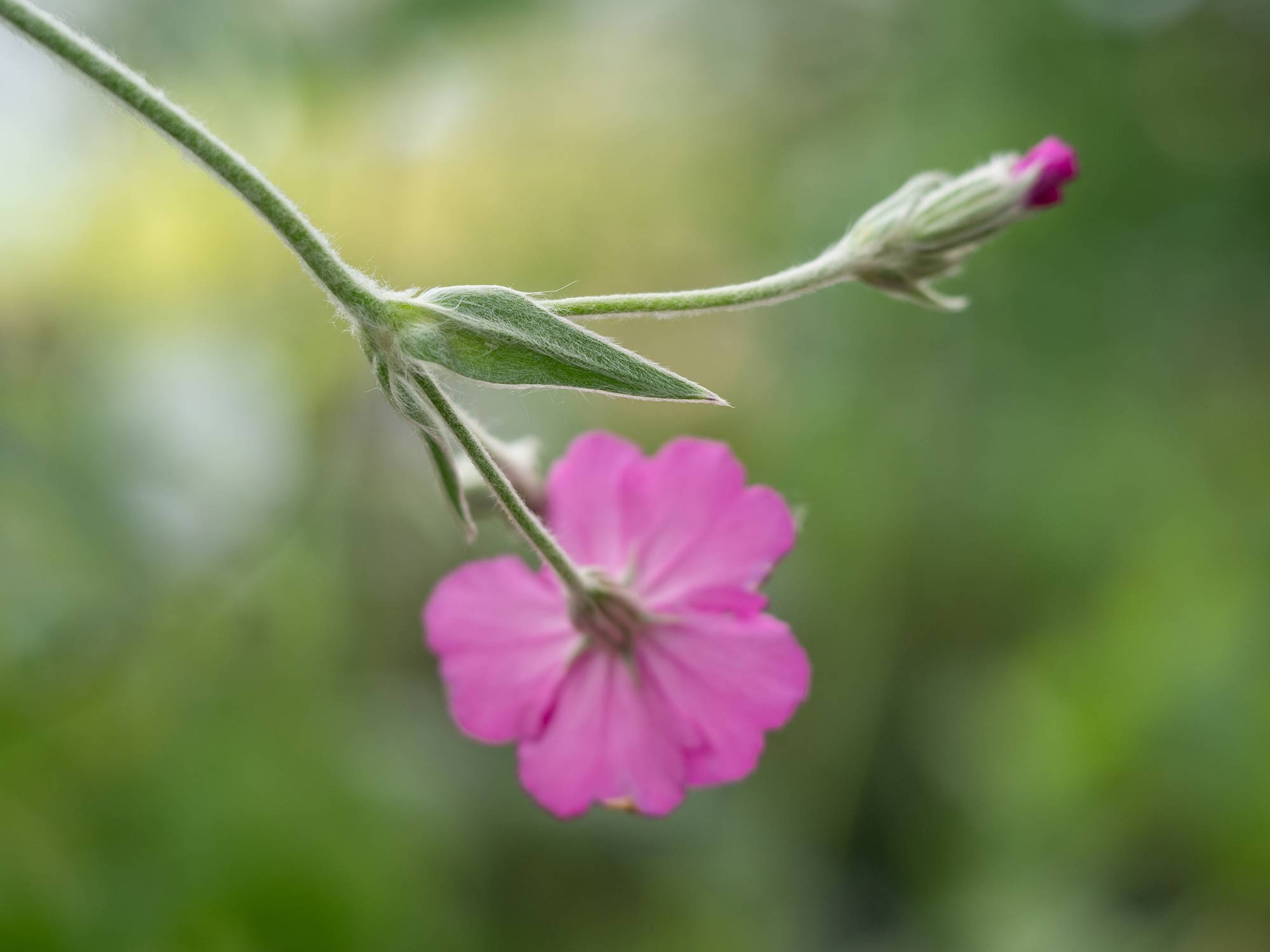 Photography by Susanne Svalefelt