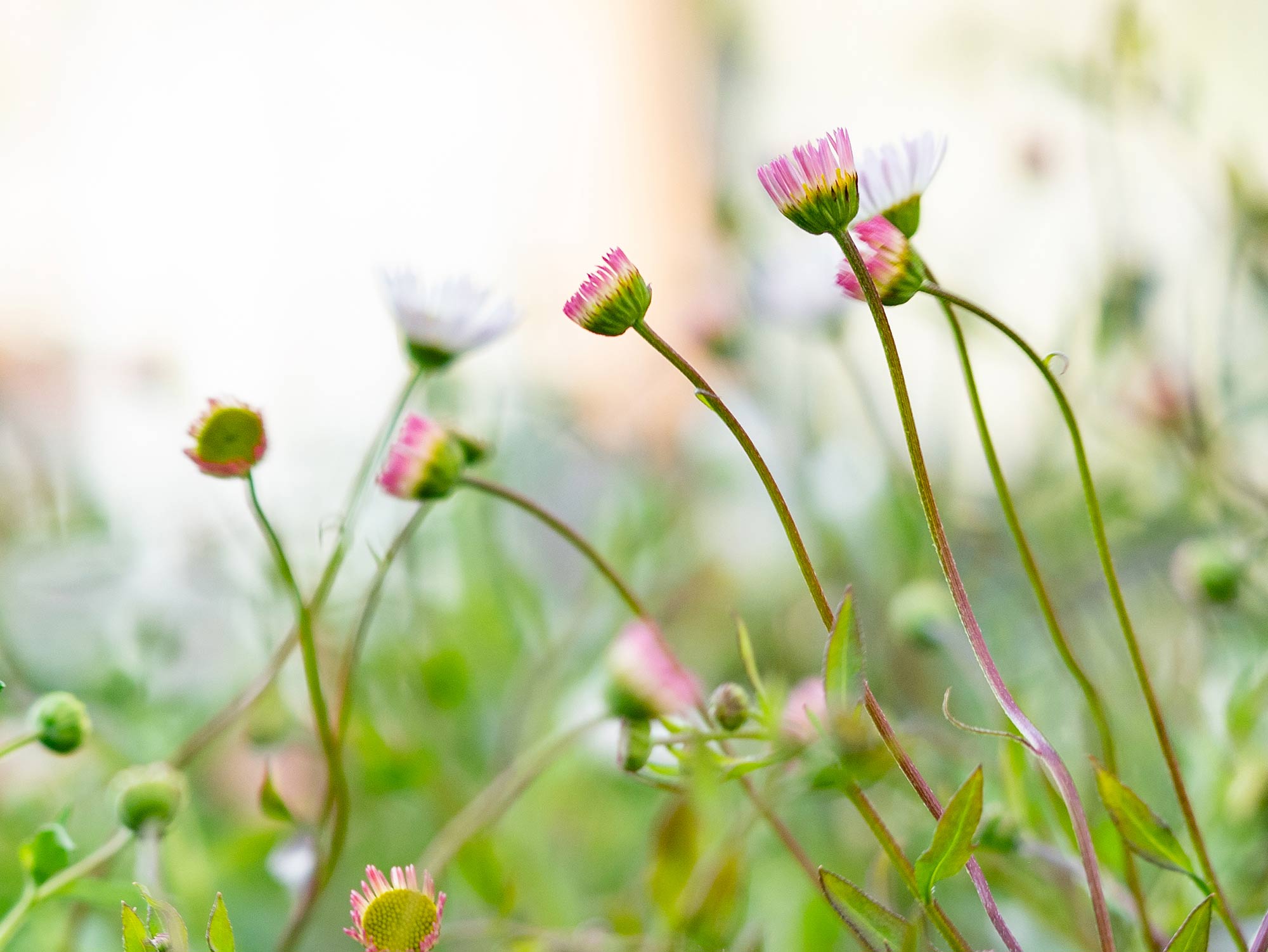 Photography by Susanne Svalefelt