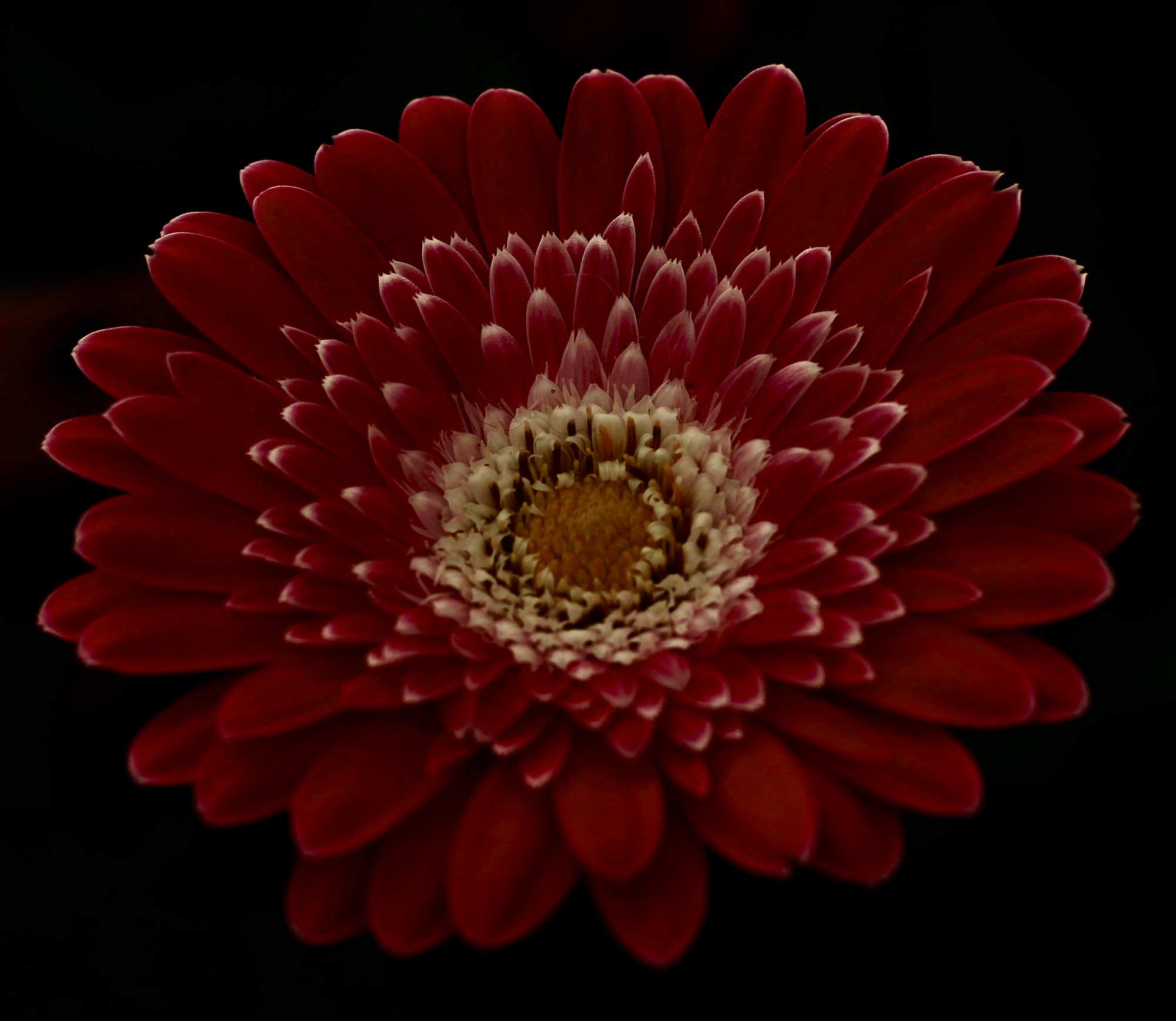 Photography by Kevin MacGowan