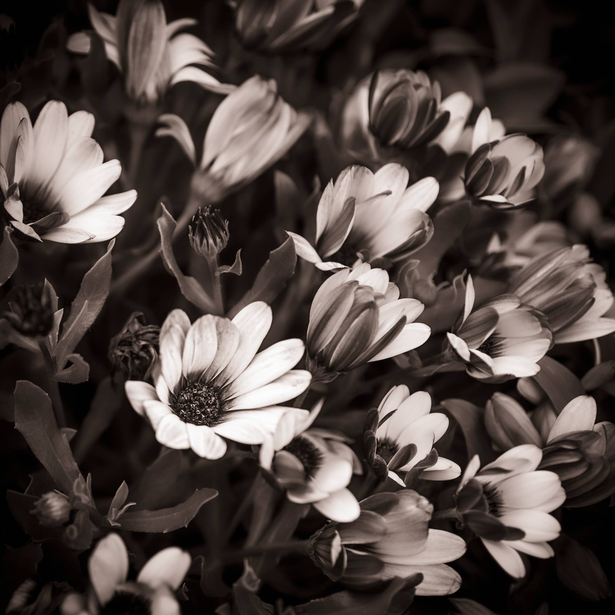 Photography by Geoff Greenham