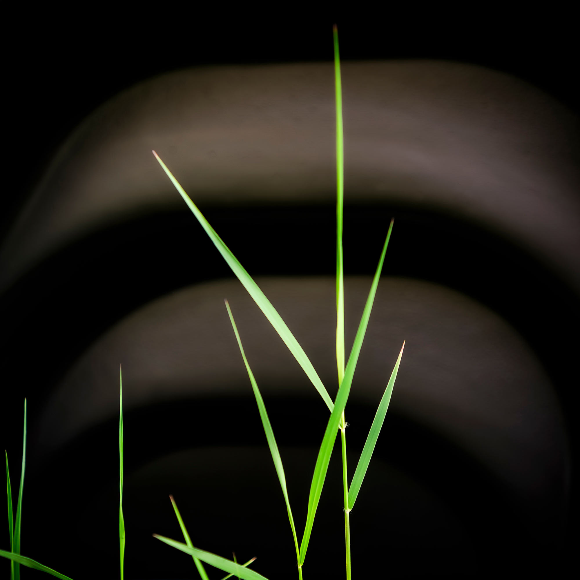 Photography by Geoff Greenham