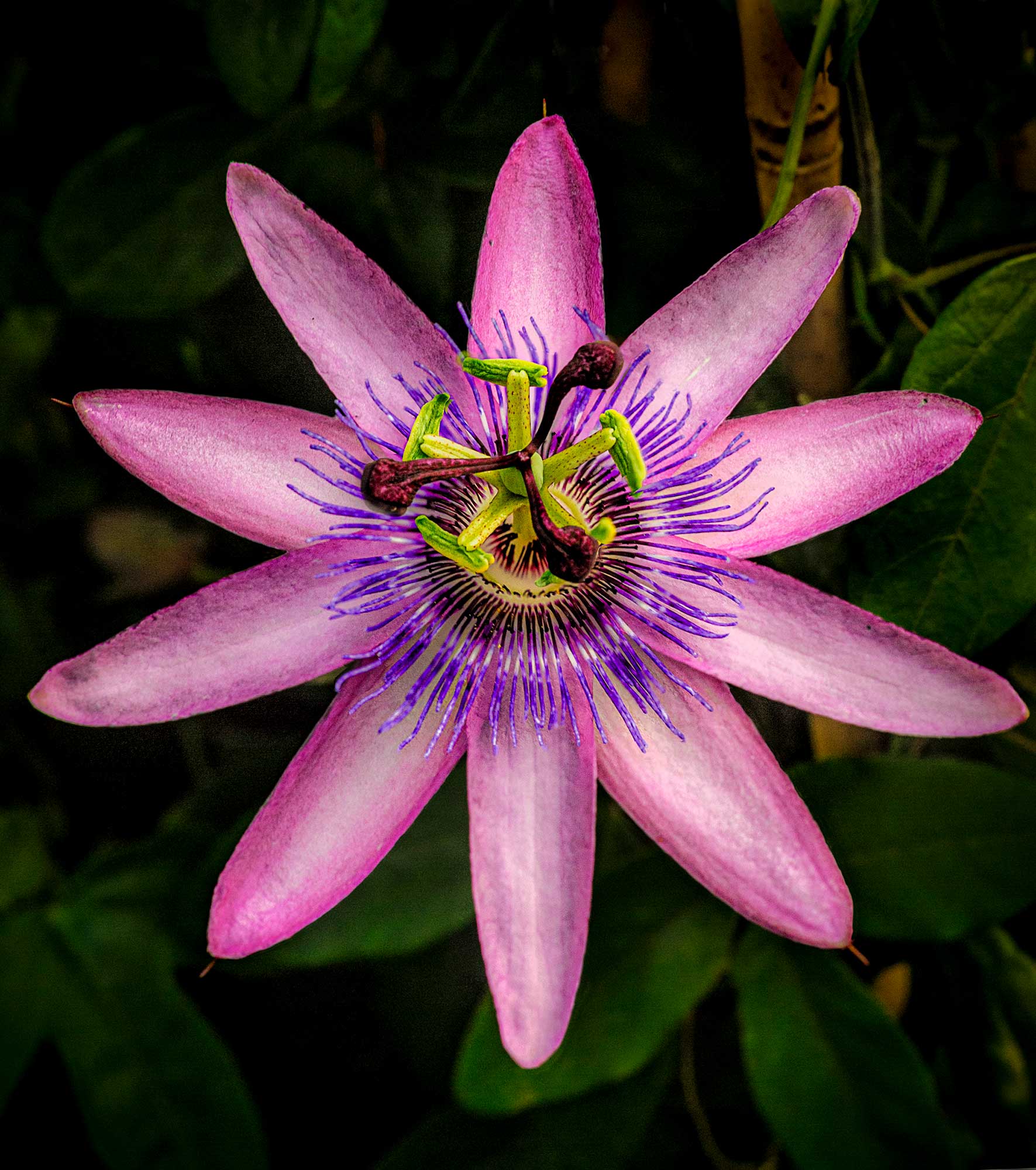 Photography by Geoff Greenham