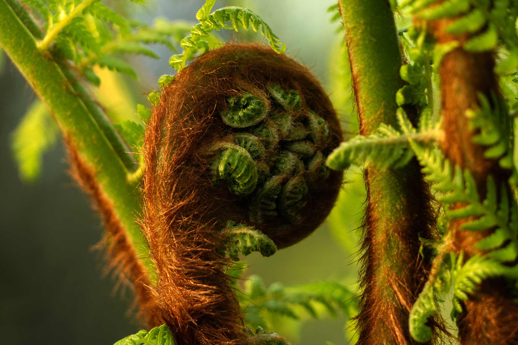 Photography by Cathleen Crowley