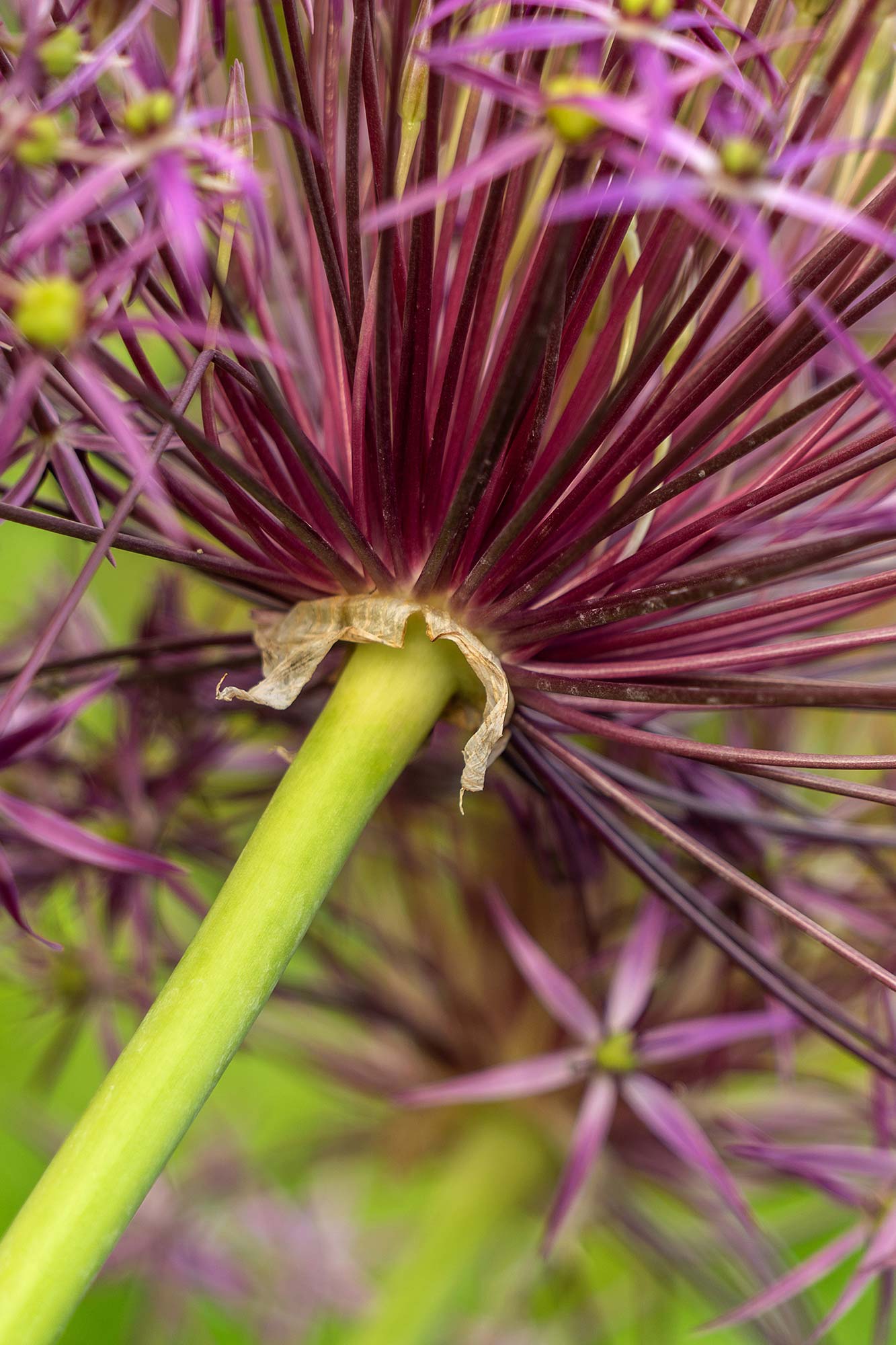 Photography by Cathleen Crowley