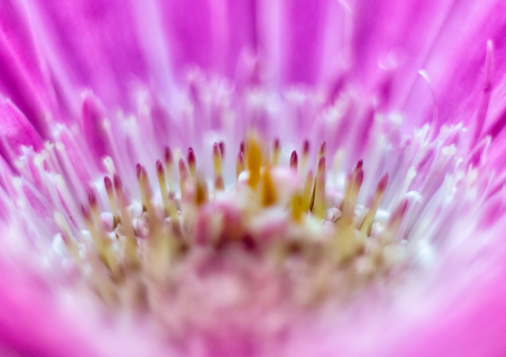 Photography by Noreen O'Donovan