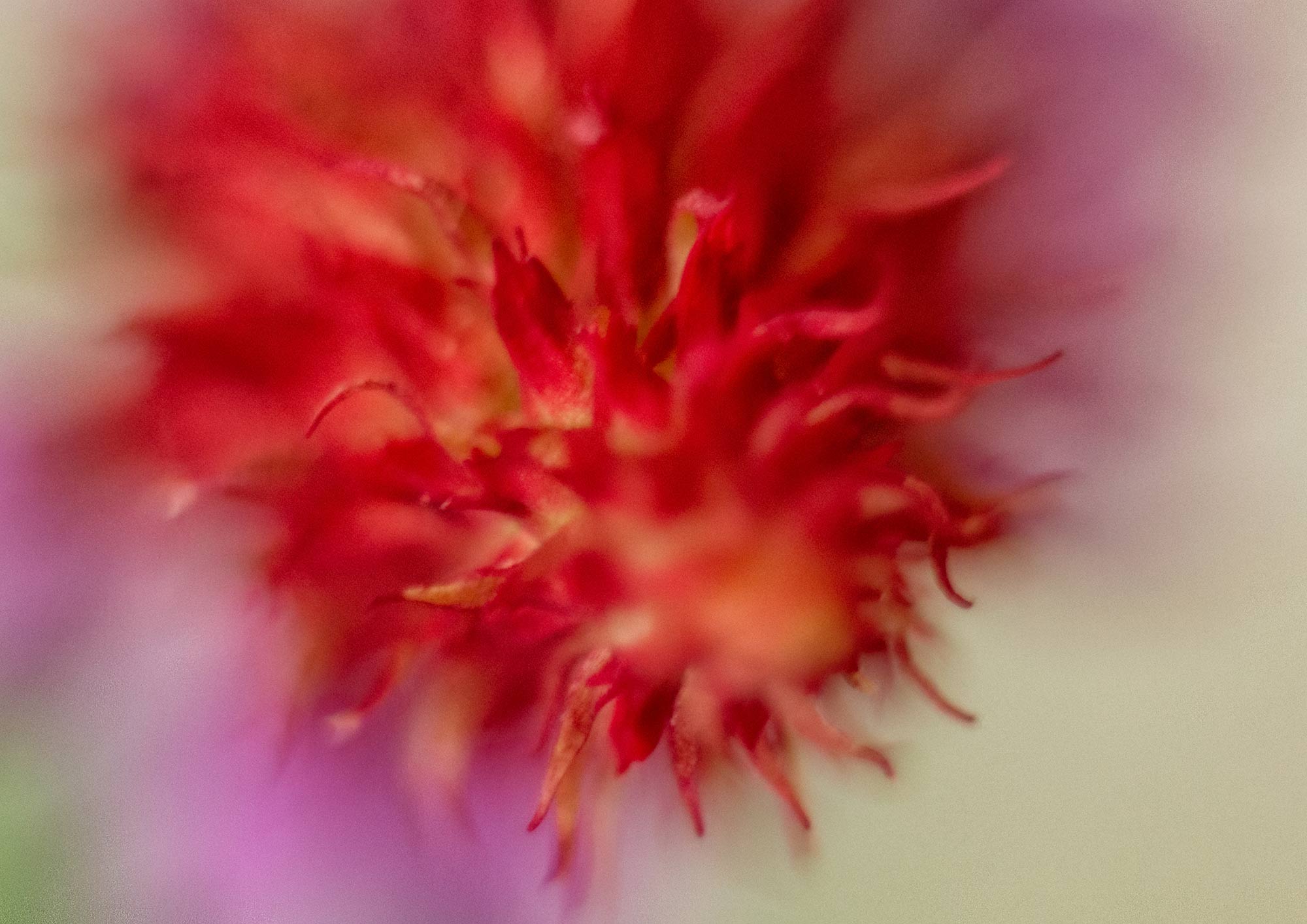 Photography by Noreen O'Donovan