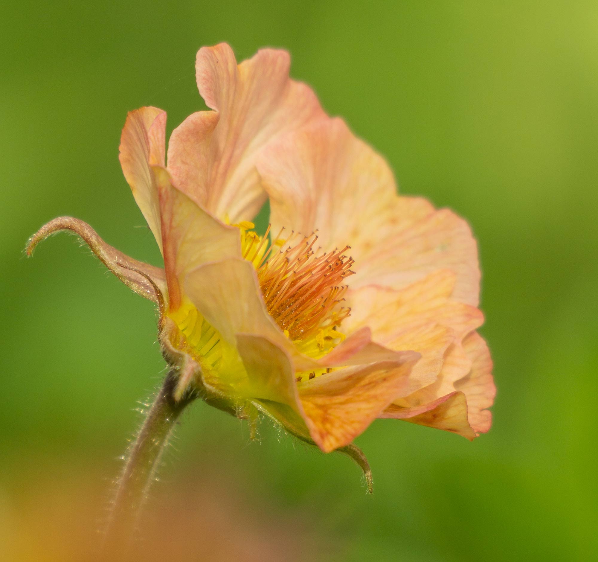 Photography by Patricia Costello