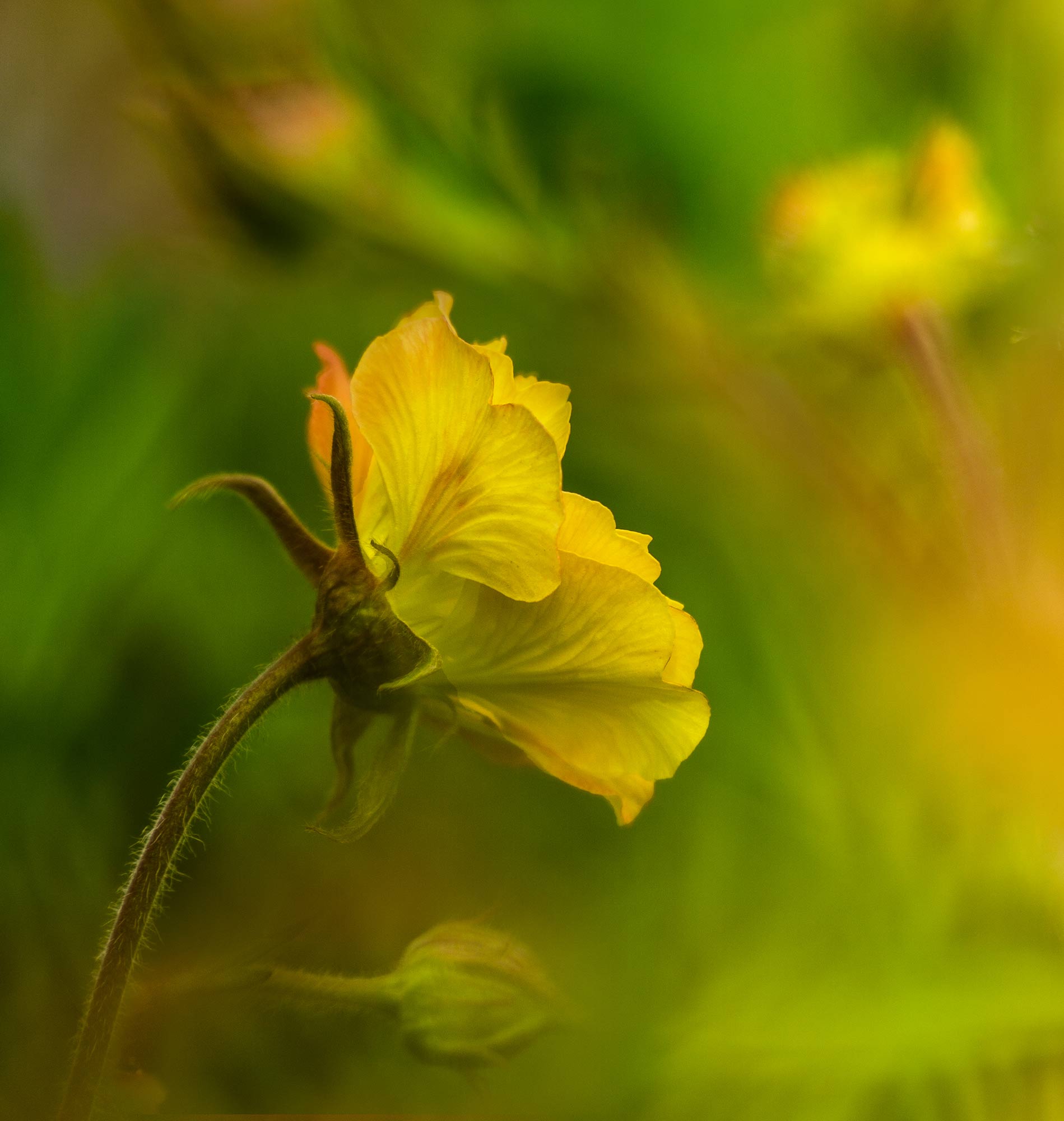 Photography by Patricia Costello