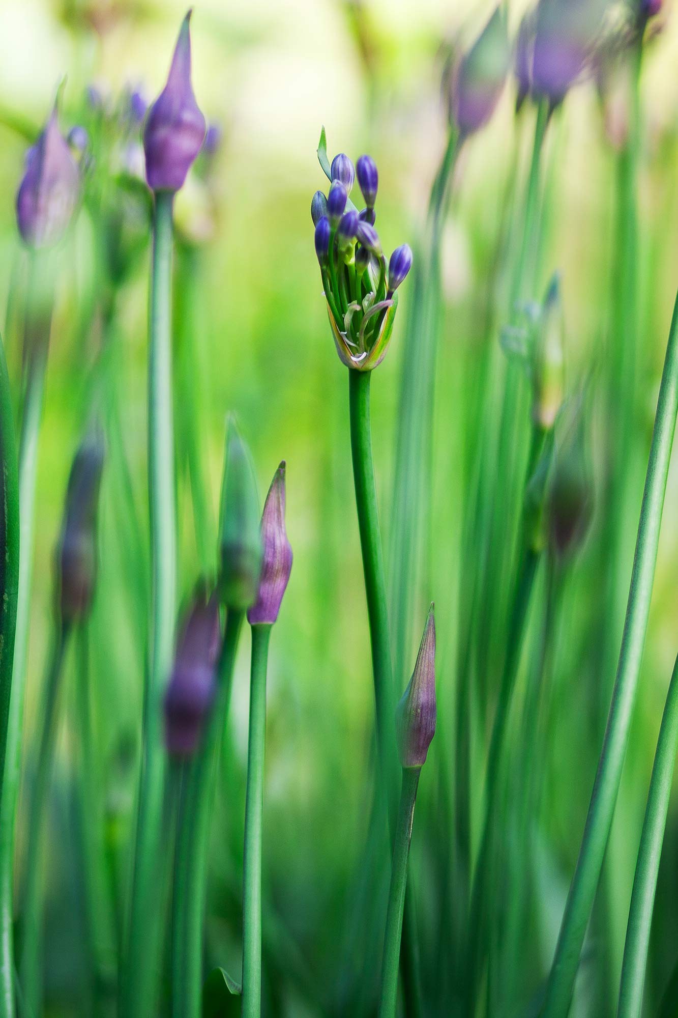 Photography by Melanie Black