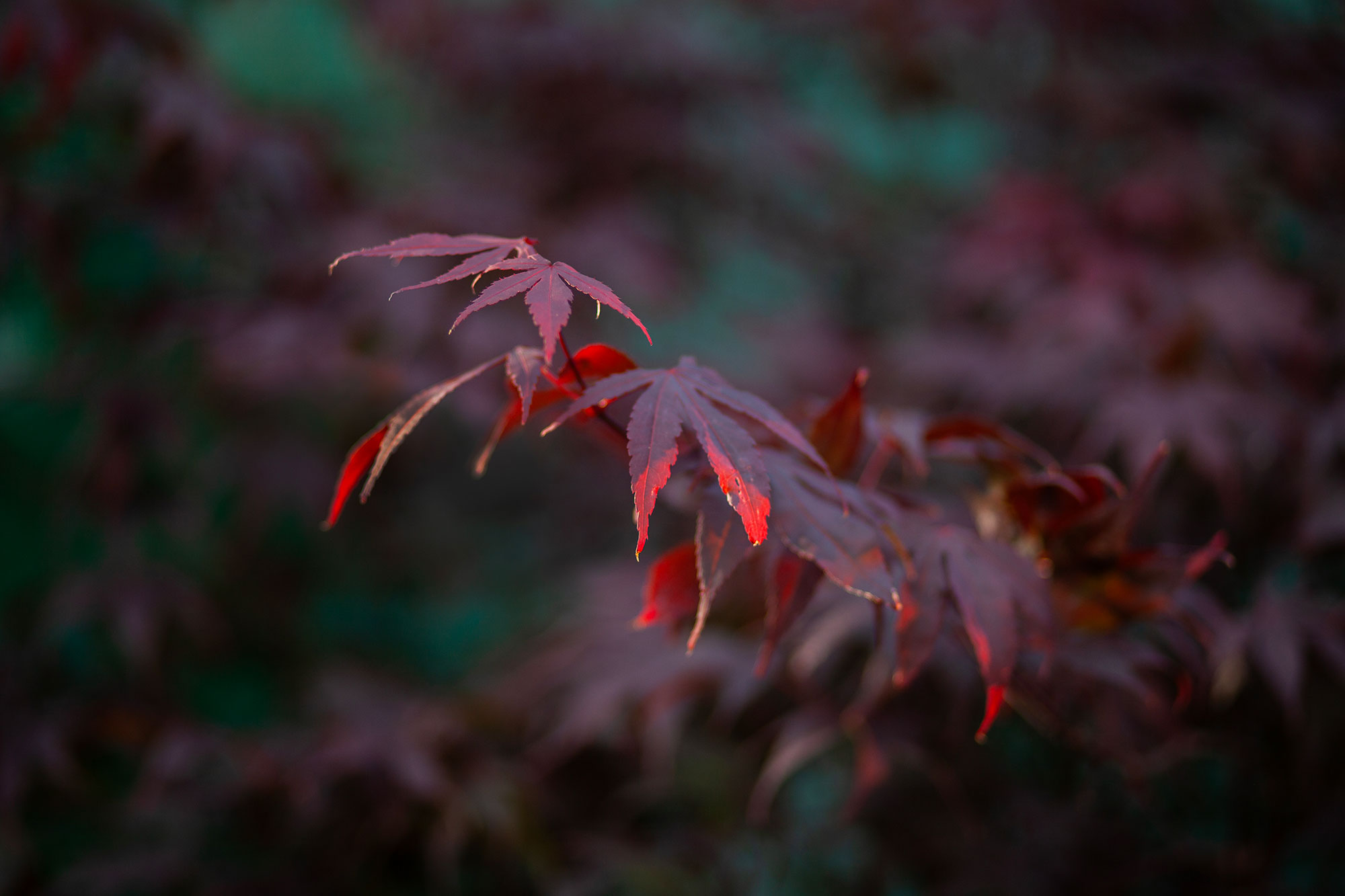 Photography by Melanie Black