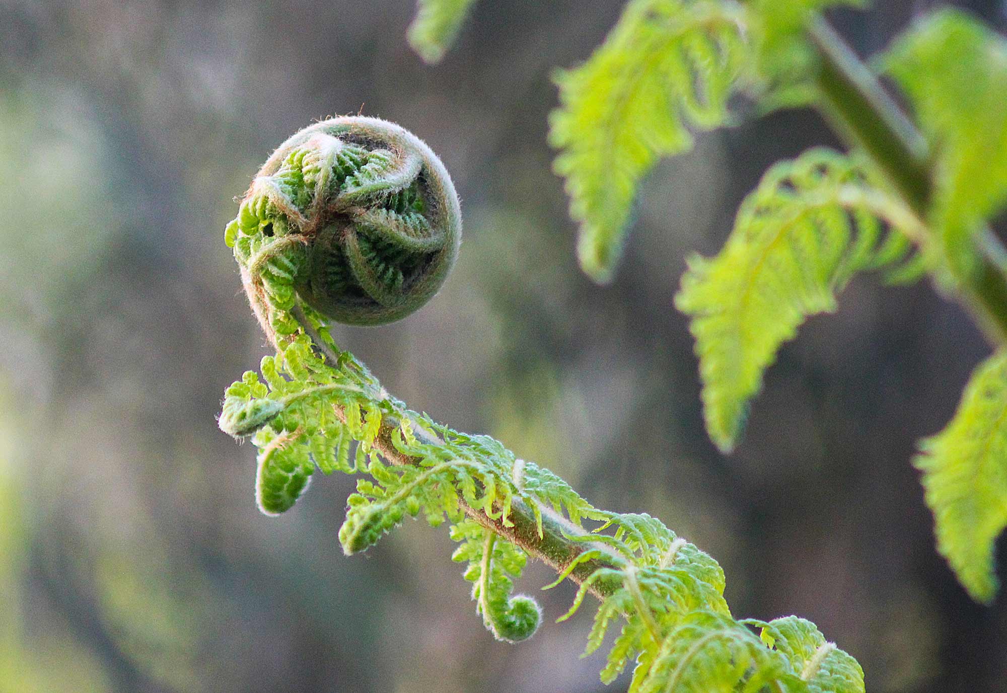 Photography by Nadine Carroll