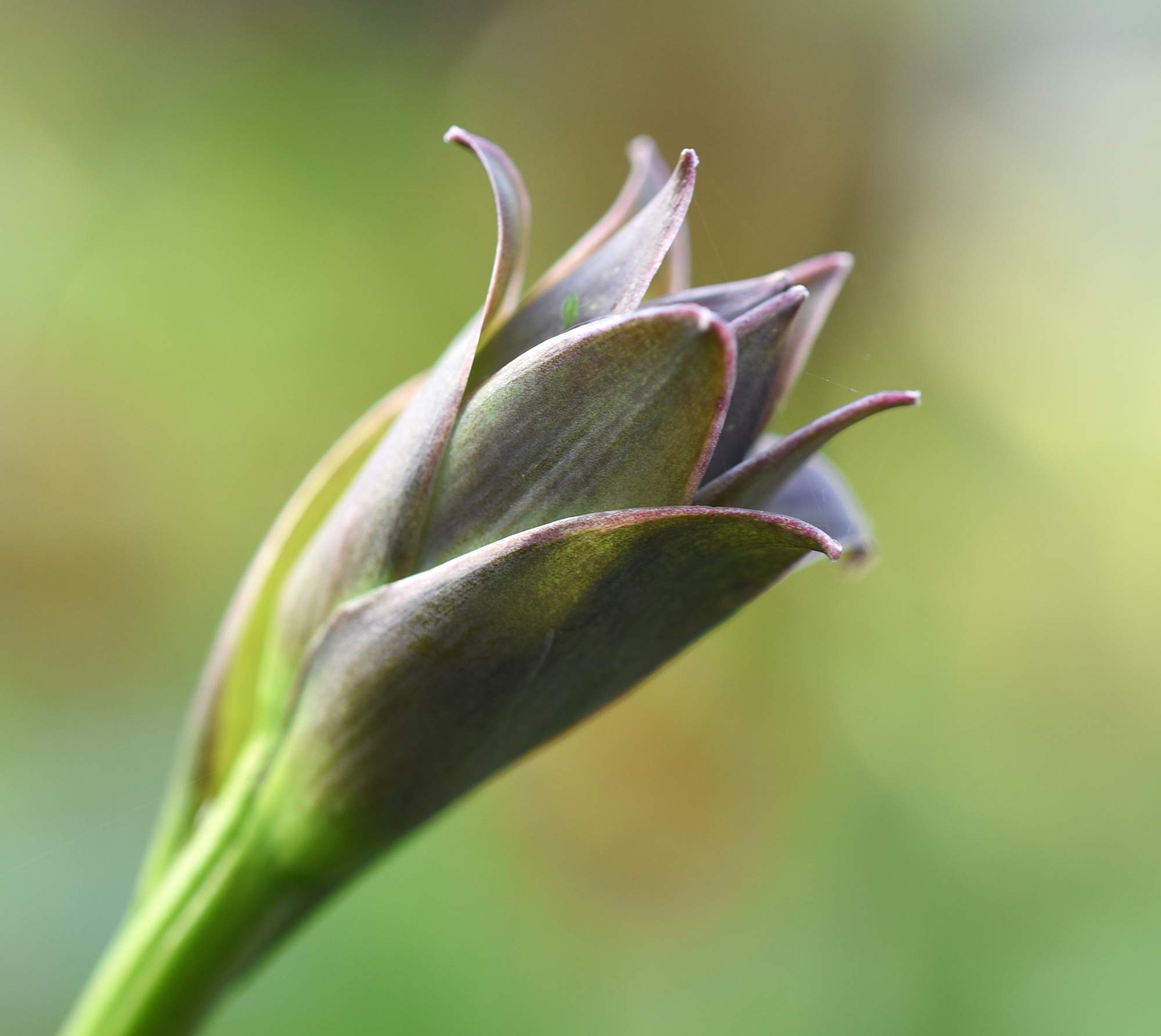 Photography by Noreen Brazier