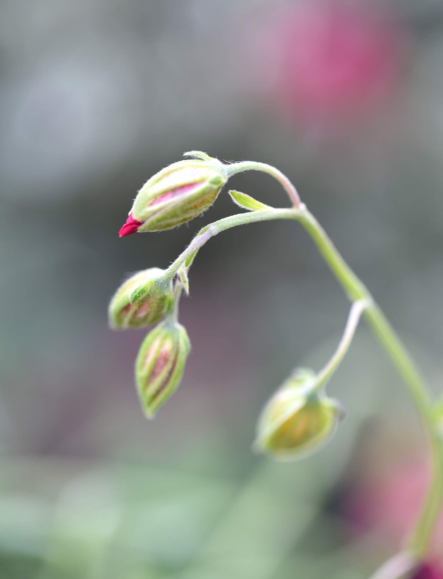 Photography by Noreen Brazier