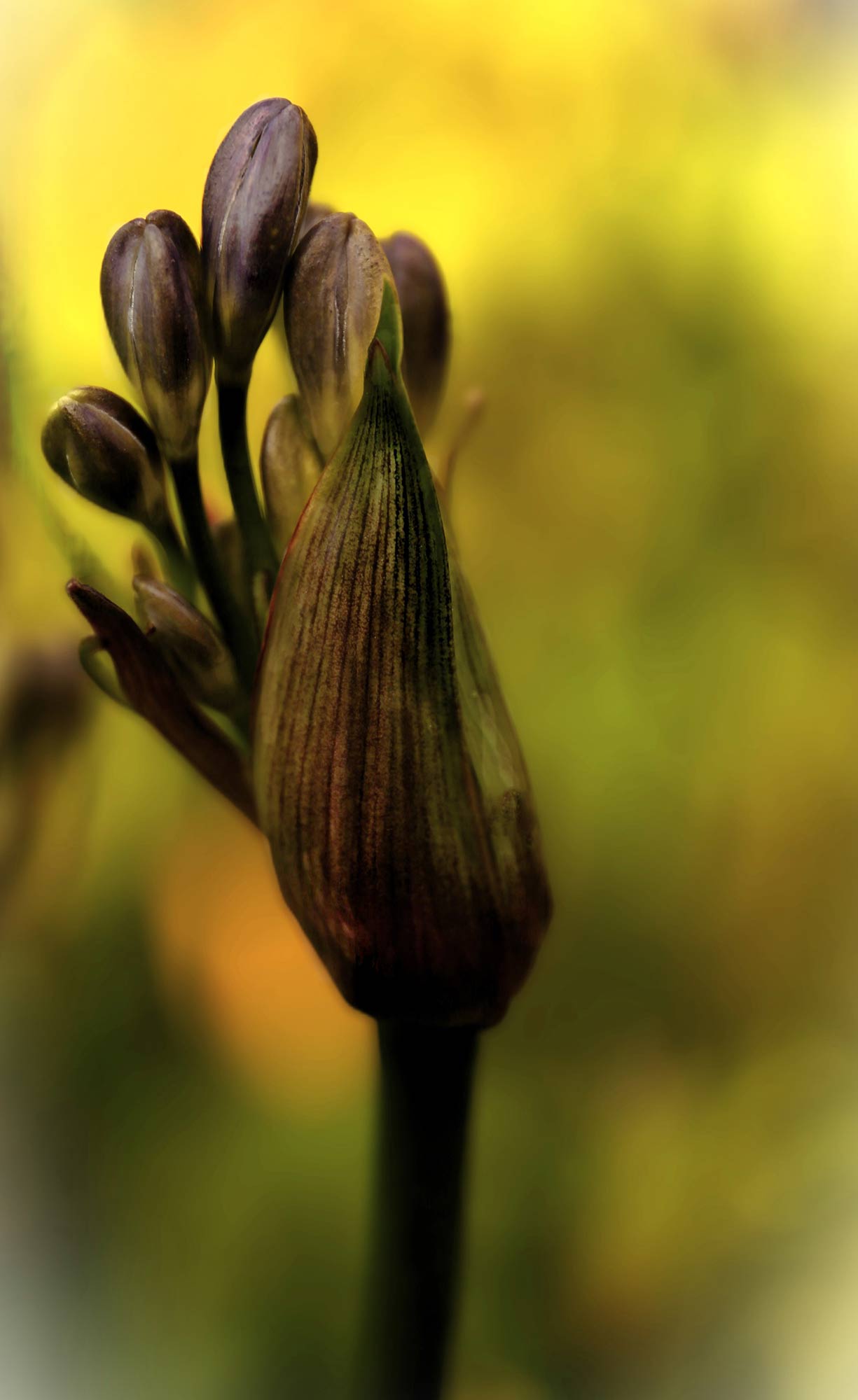 Photography by Siobhan Heffernan O'Regan