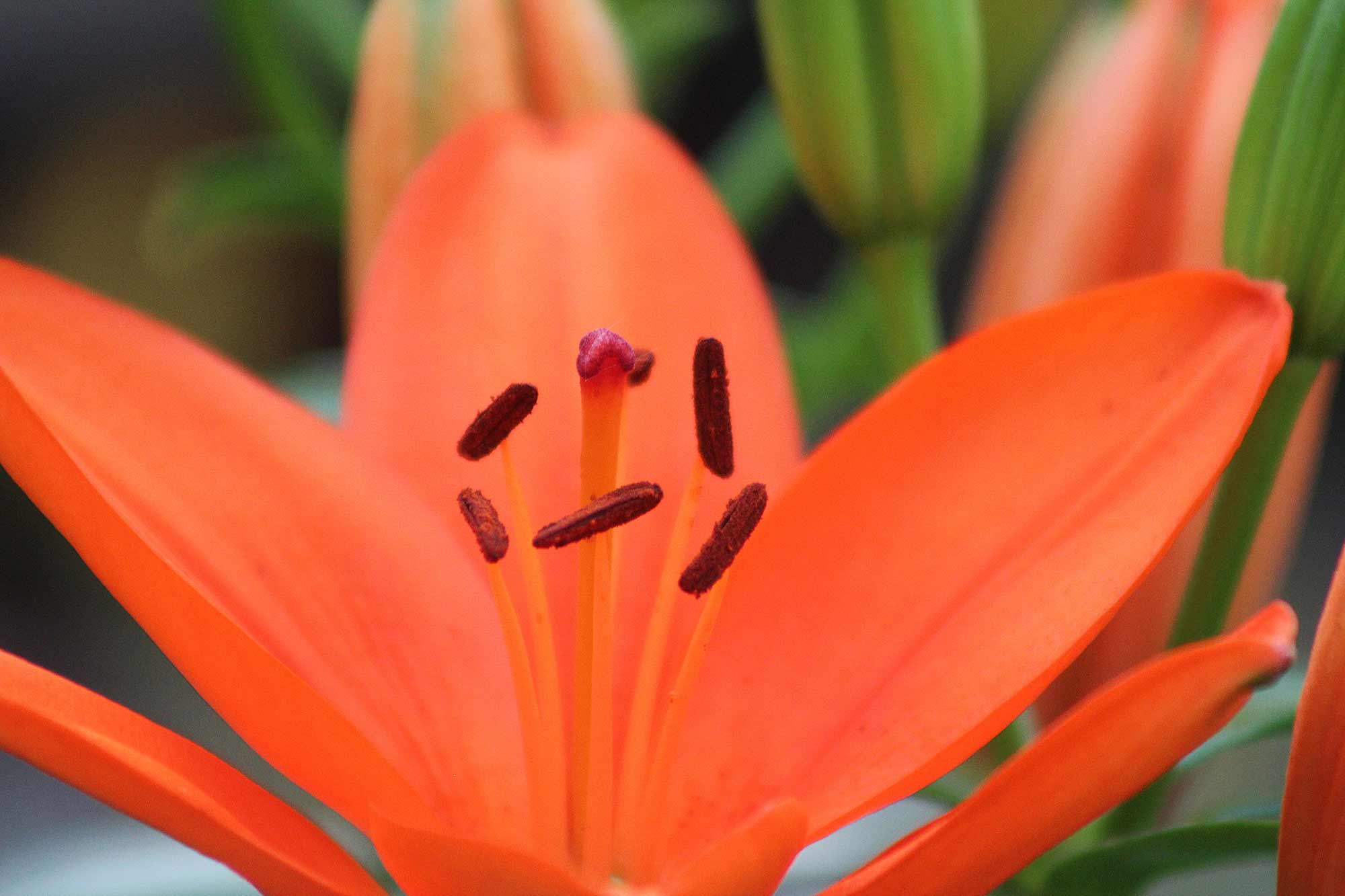 Photography by Nadine Carroll