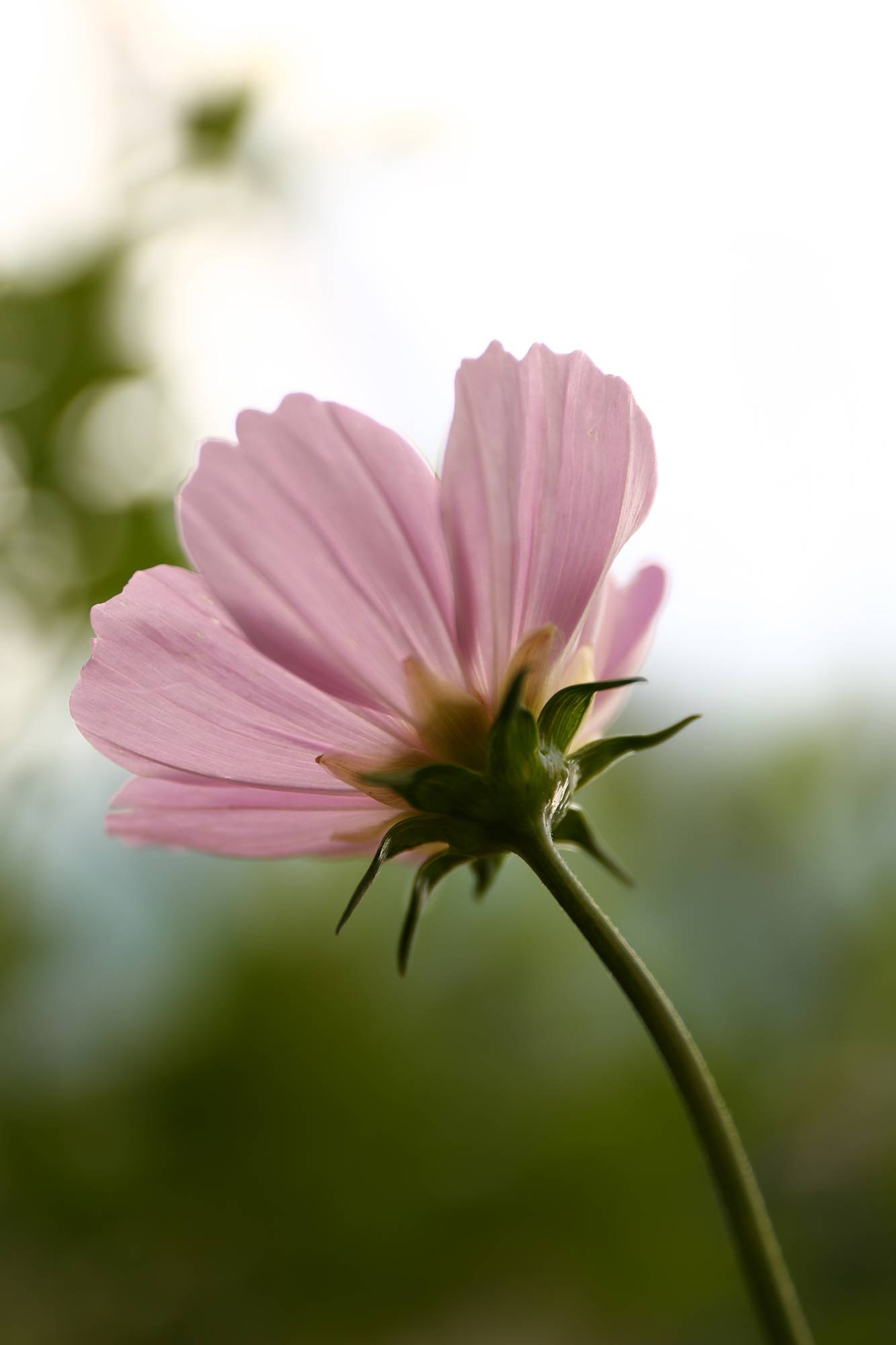 Photography by Siobhan Heffernan O'Regan