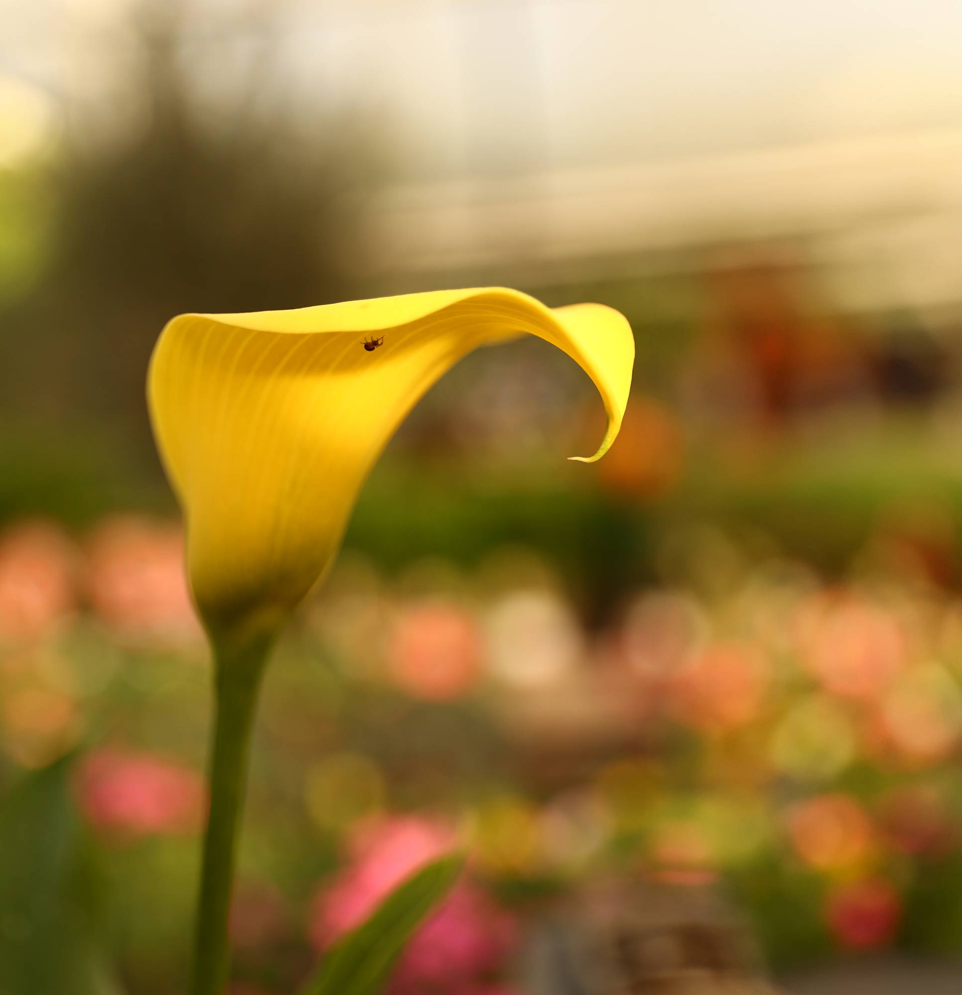 Photography by Siobhan Heffernan O'Regan